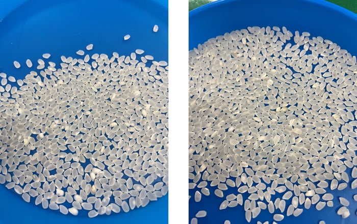 新米_五百川と千葉ふさ精米比較