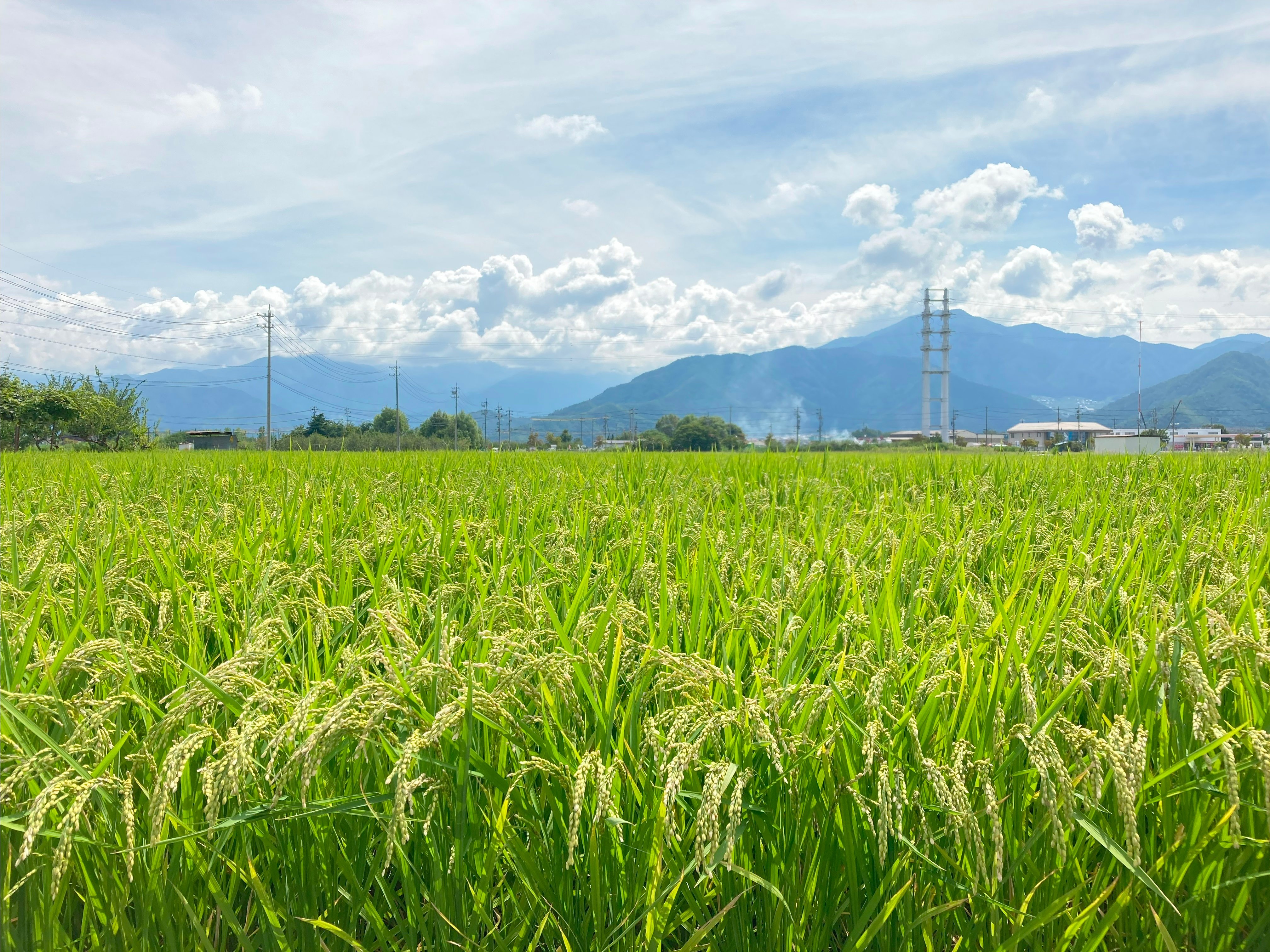 令和5年産長野米の収穫状況（北信・東信・中信・南信）